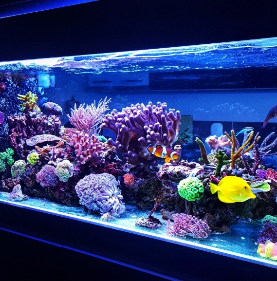 Aquarium Maintenance