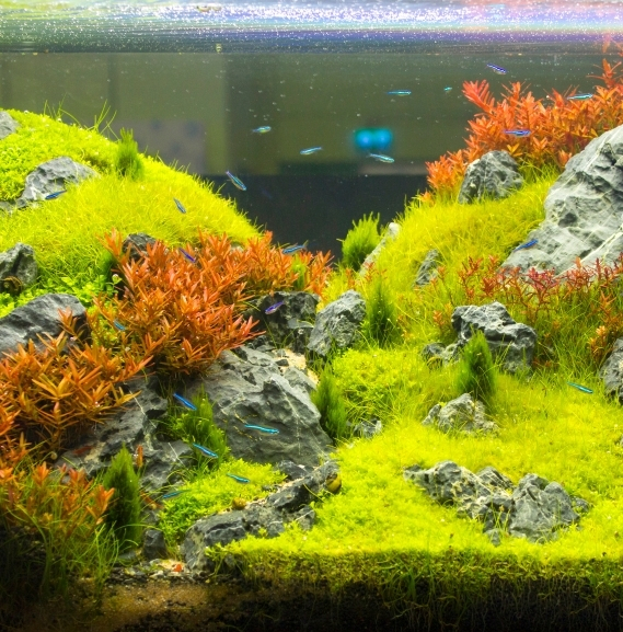 Aquarium Setup