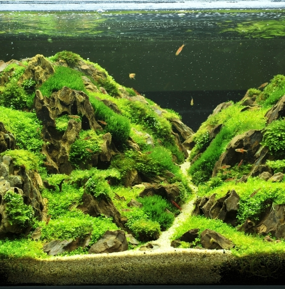 Aquarium Products