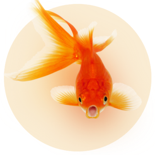 LIVE FISH