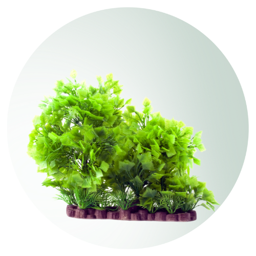LIVE PLANTS