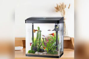 Aquarium Setup (Beginner)