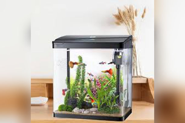 Aquarium Setup (Beginner)