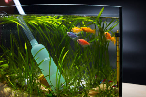 How To Clean Tank